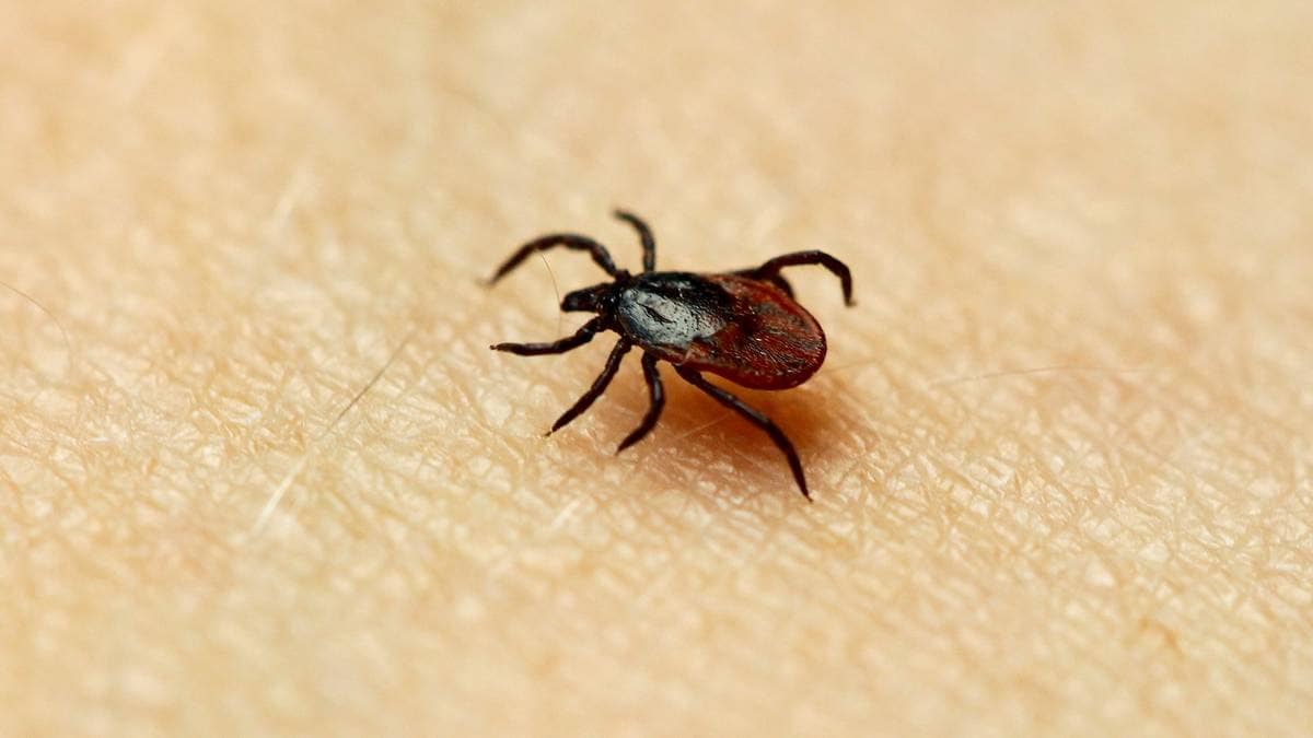 Færre får flått­sykdommen TBE – flere tar vaksine