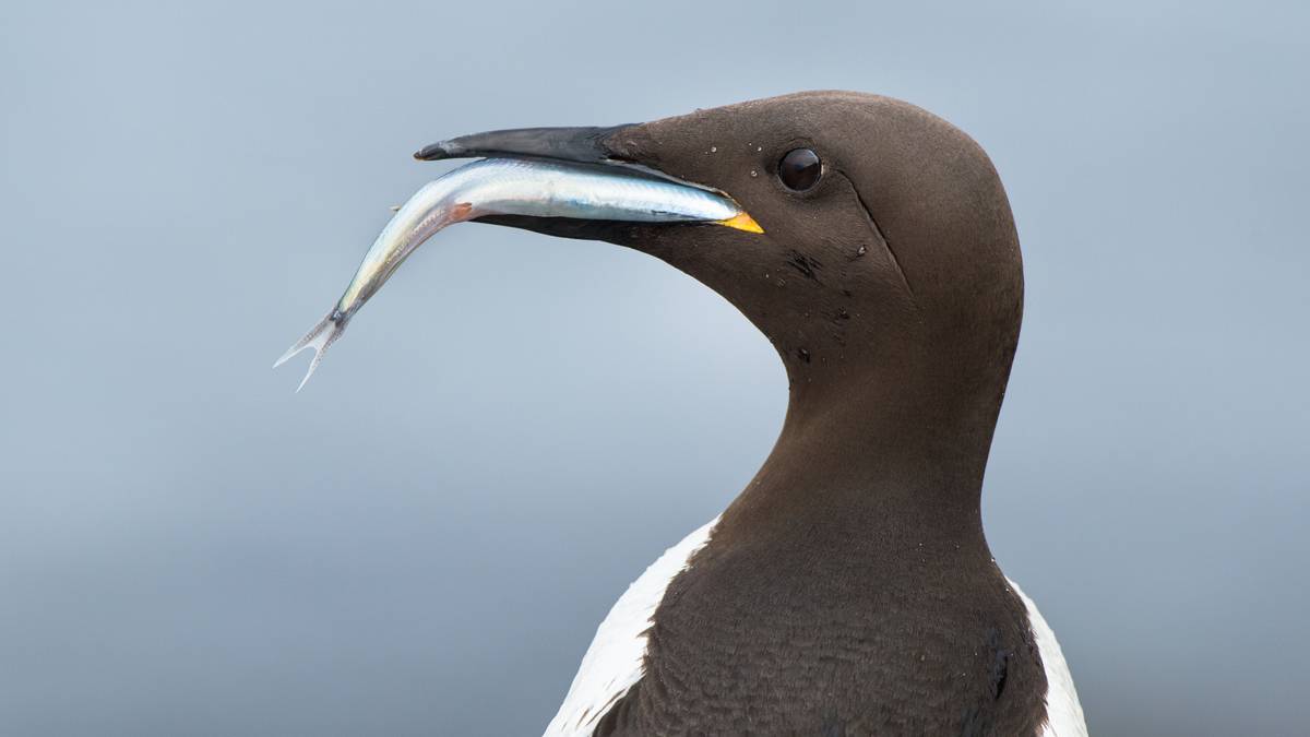 Full stopp i loddefisket: – Vi har vist at vi kan fiske havet tomt