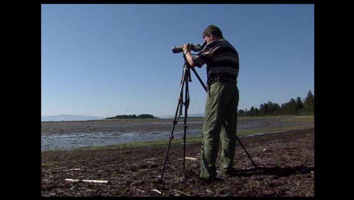 Forstyrrer Fuglene På Tautra Nrk Trøndelag Lokale Nyheter Tv Og Radio