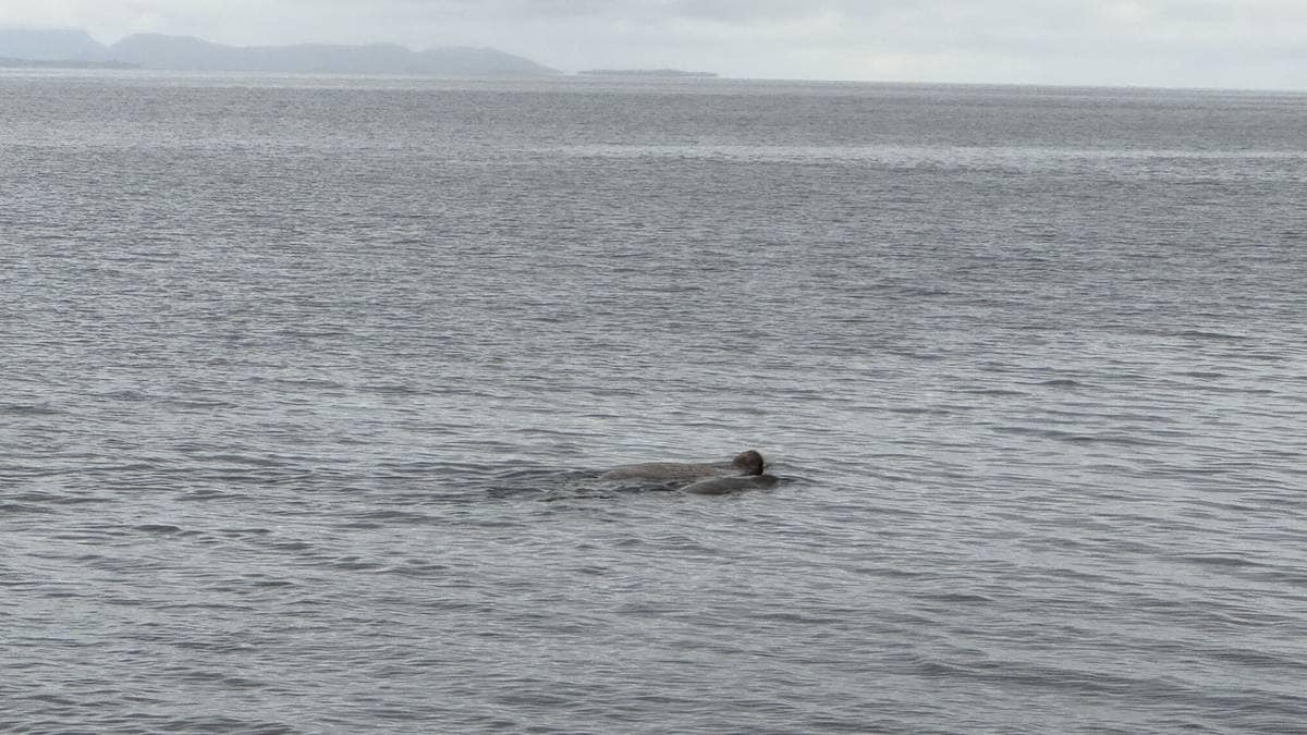 Ole Marius har budd i Bodø i 50 år: – Aldri sett noko slikt
