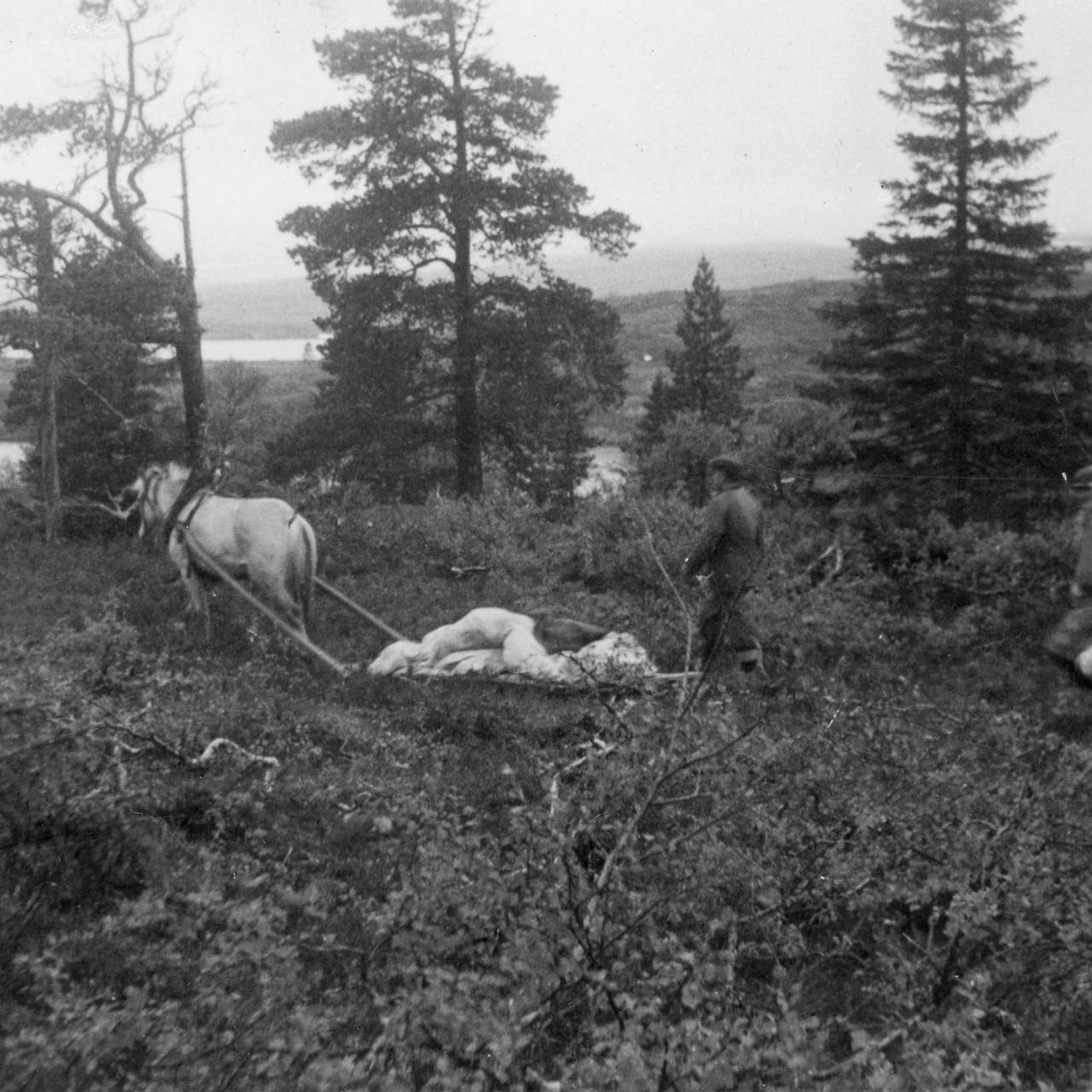 De døde fraktes ned fra fjellet med hest, innpakket i fallskjerm.