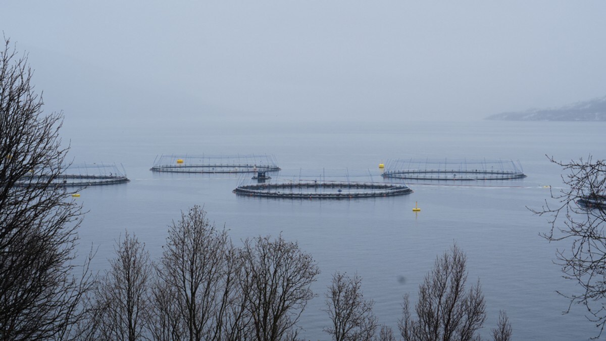 Ny bunnotering for lakseprisen