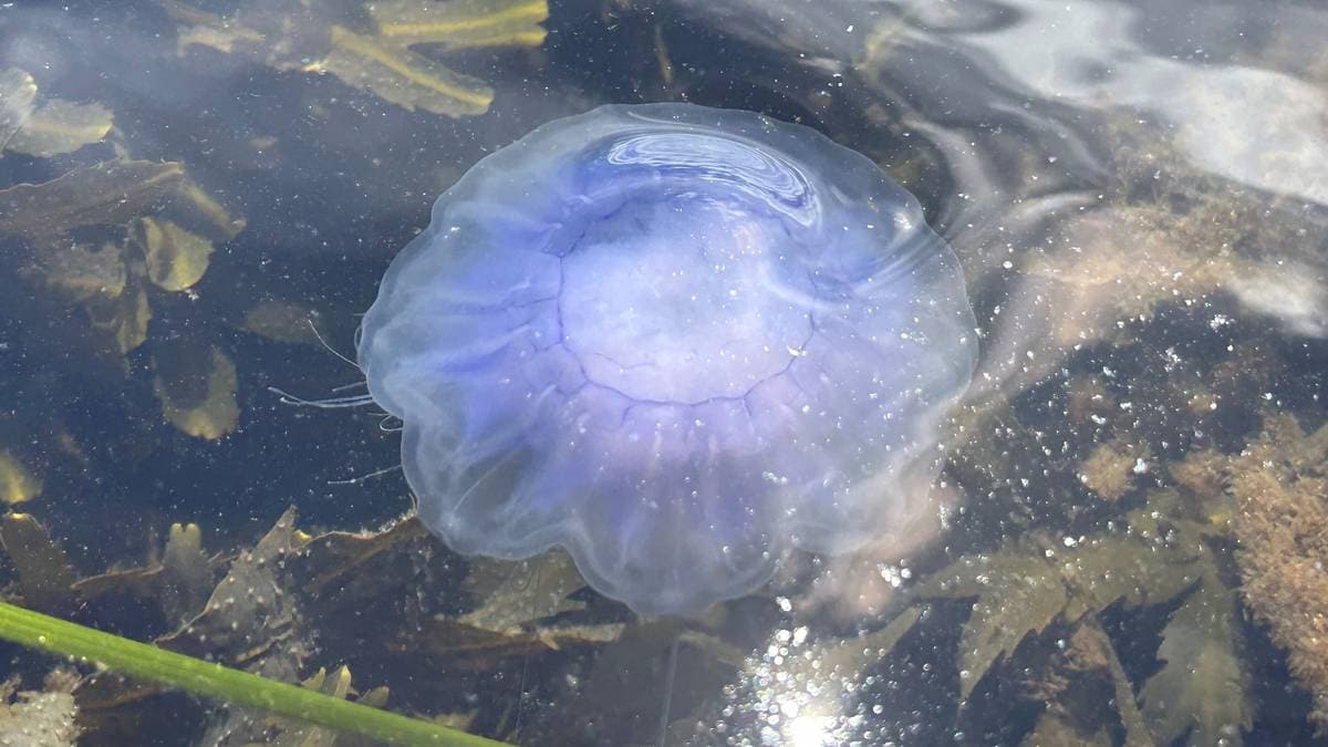 Så du en blå brennmanet i sommer? Da var du ikke alene