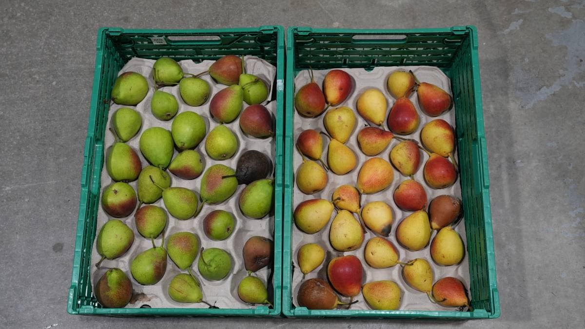 Gassbehandling kan gje norsk frukt i butikkane året rundt