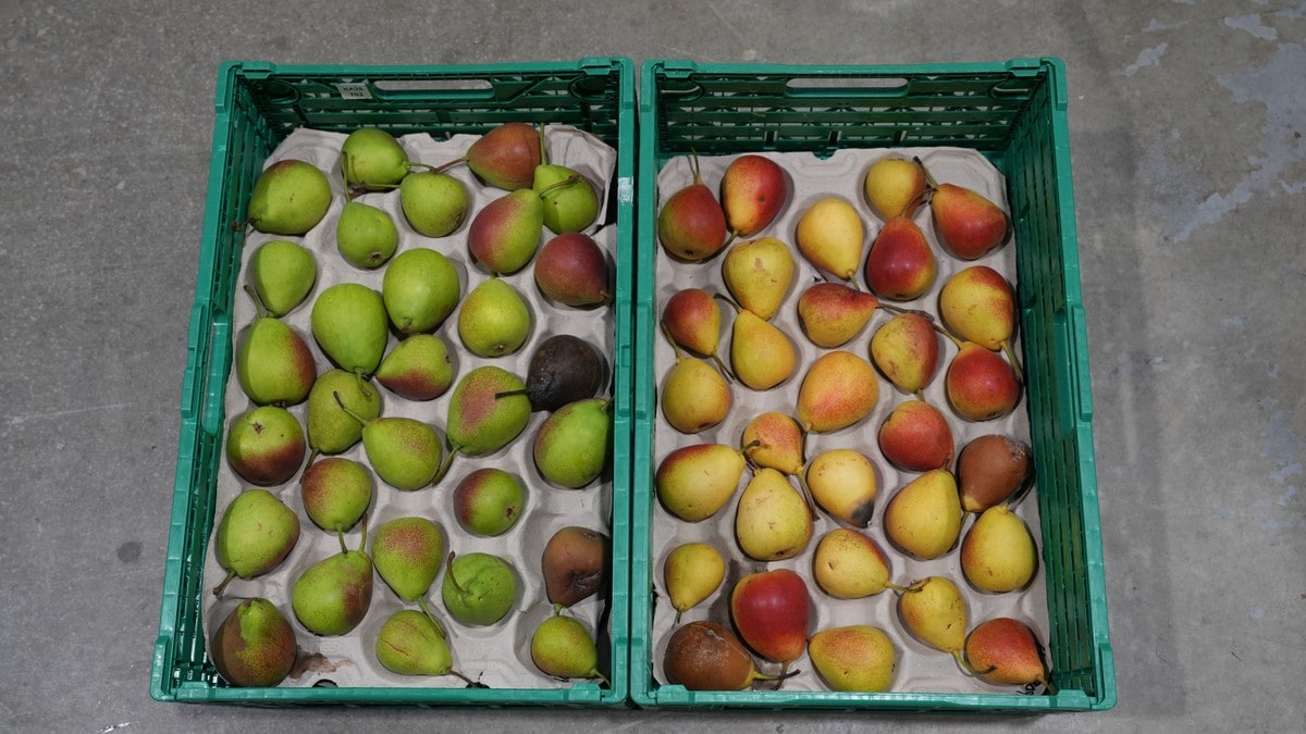 Gassbehandling kan gje norsk frukt i butikkane året rundt