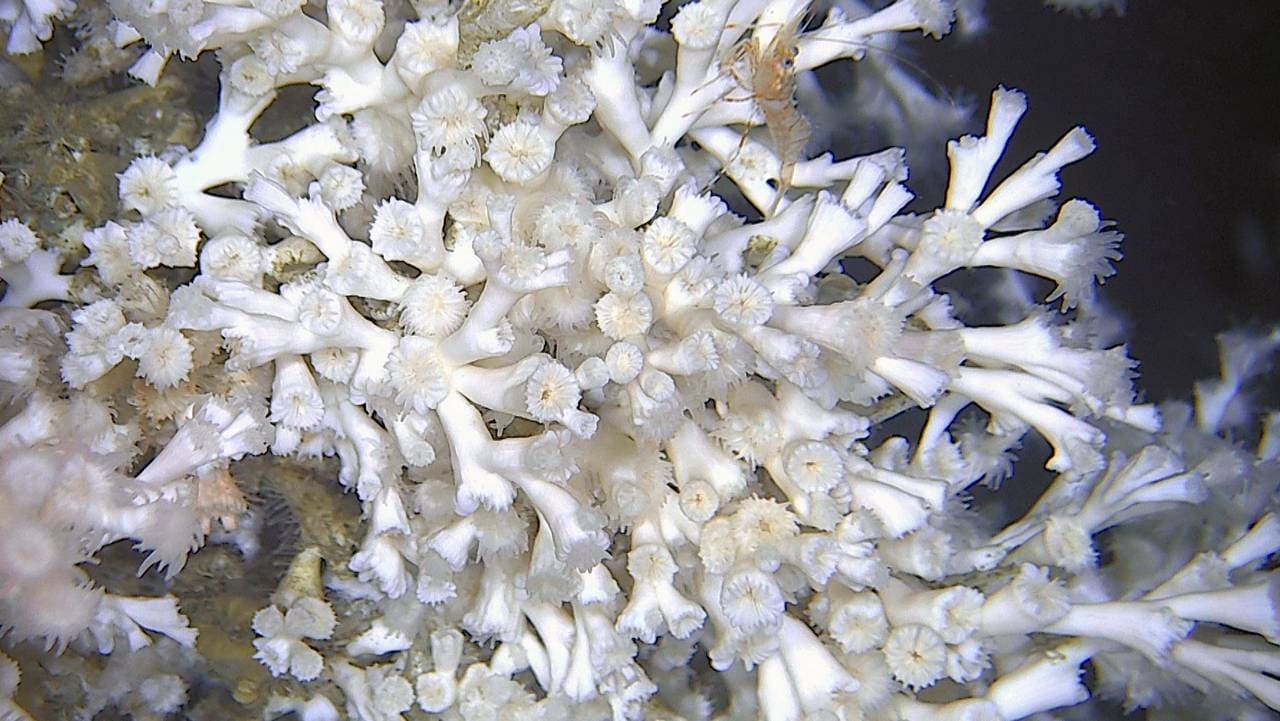 Norske koraller