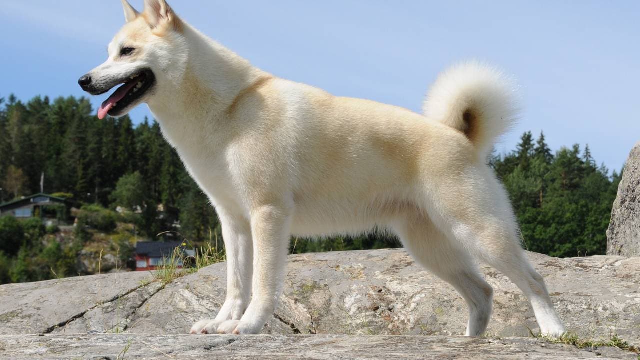 Norsk buhund