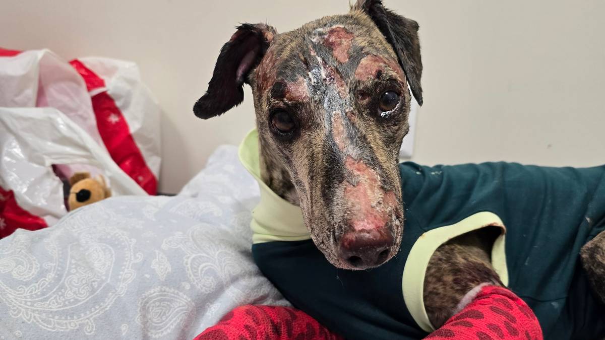 Mistet alt i brann: – Blossom er grunnen til at vi holder oss oppe