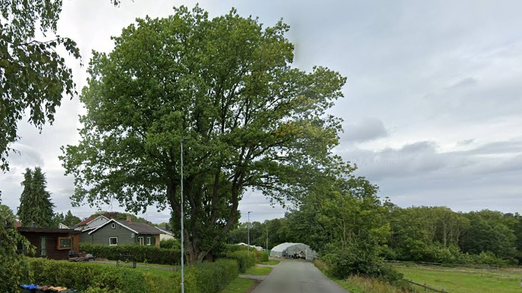 Et eiketre i Horten som falt ned i stormen Amy