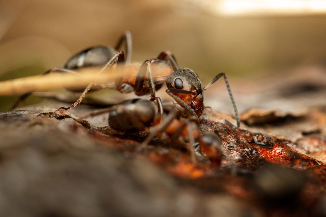 To maur drikker sukkervann. Bildet er så nære at du ser knapt maurtuen. Alt rundt den lille mauren er stort. Selv barnåla som er i ufokus foran mauren ser ut som en trestamme. 