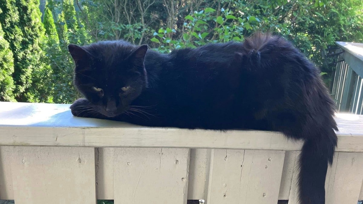 Katten Trym dukket opp etter 12 år: – Helt absurd