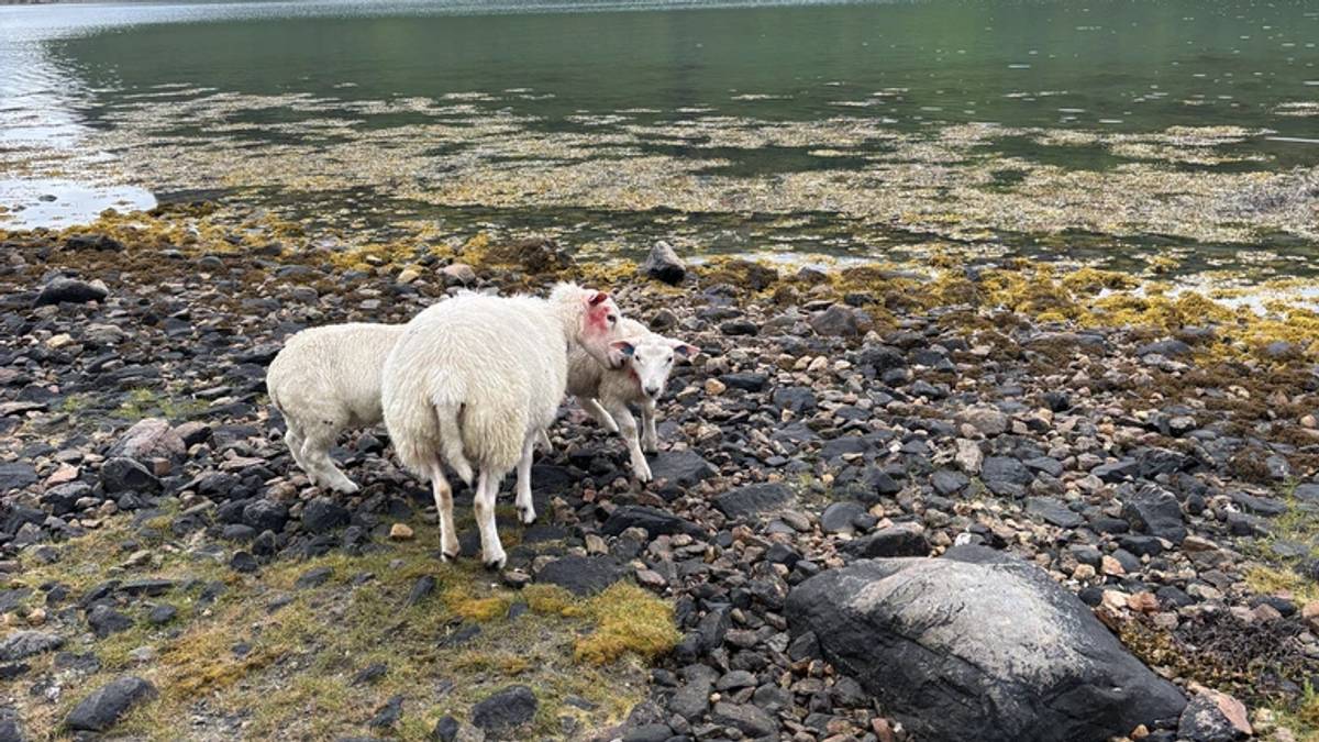 Tre sauer skal ha druknet etter hundeangrep – politiet etterlyser utenlandsk bobil