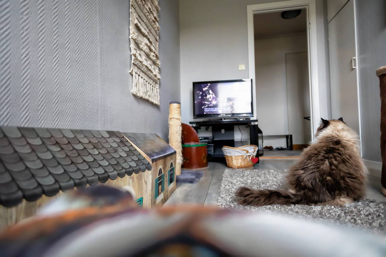 Kattene har eget katterom med TV for underholdning