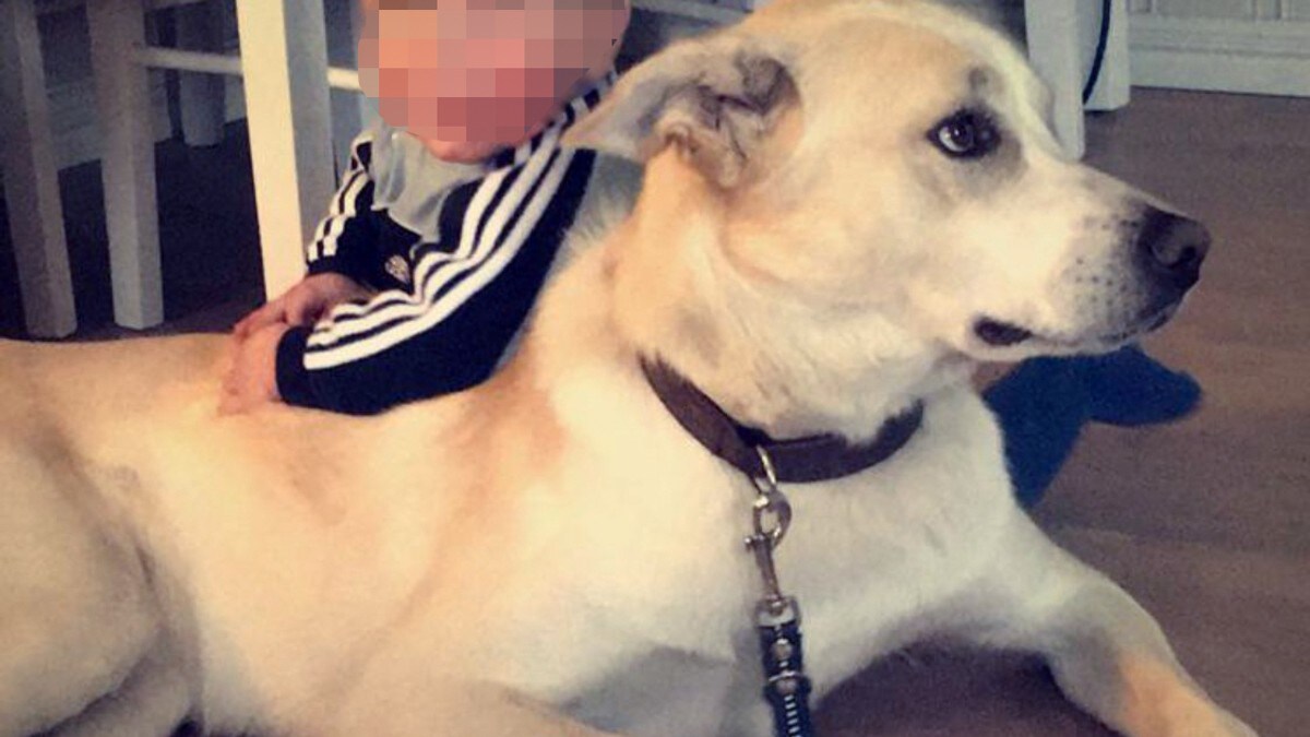 Skjøt og begravde naboens hund NRK Vestfold og Telemark Lokale