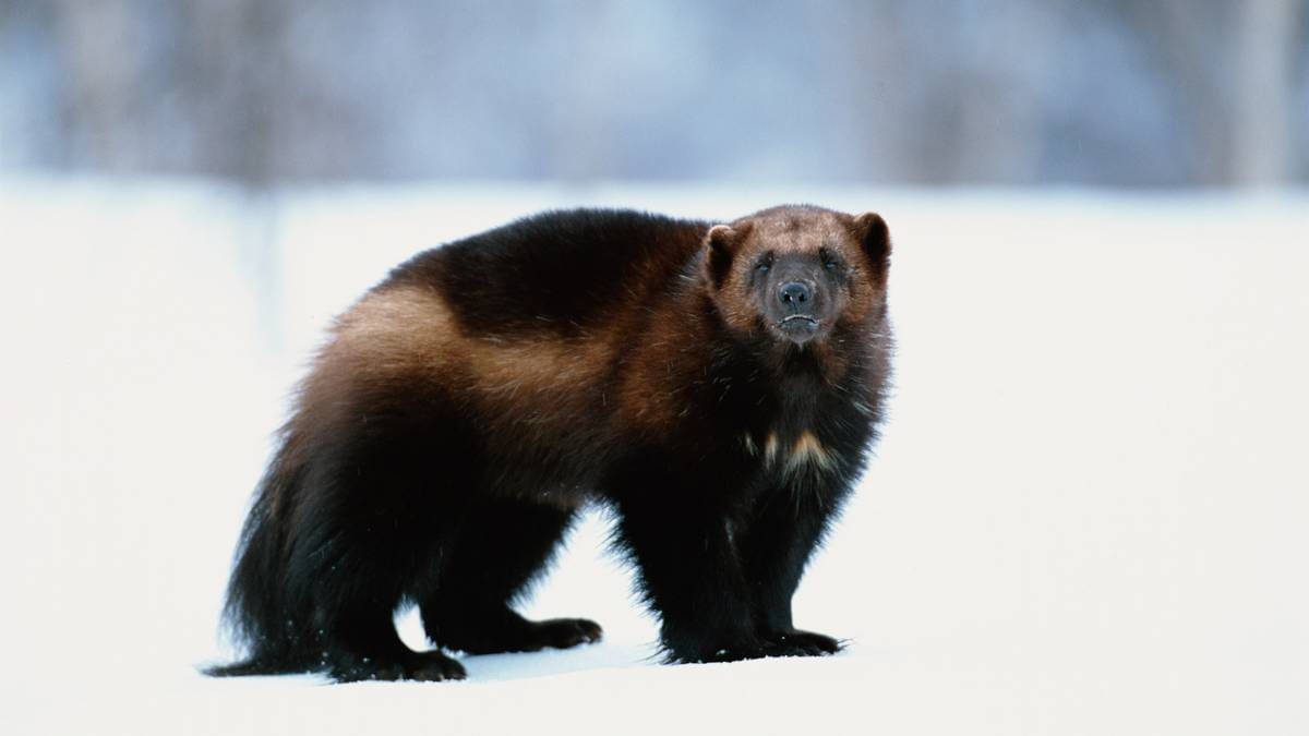 Flere jerve-kull i sørøst