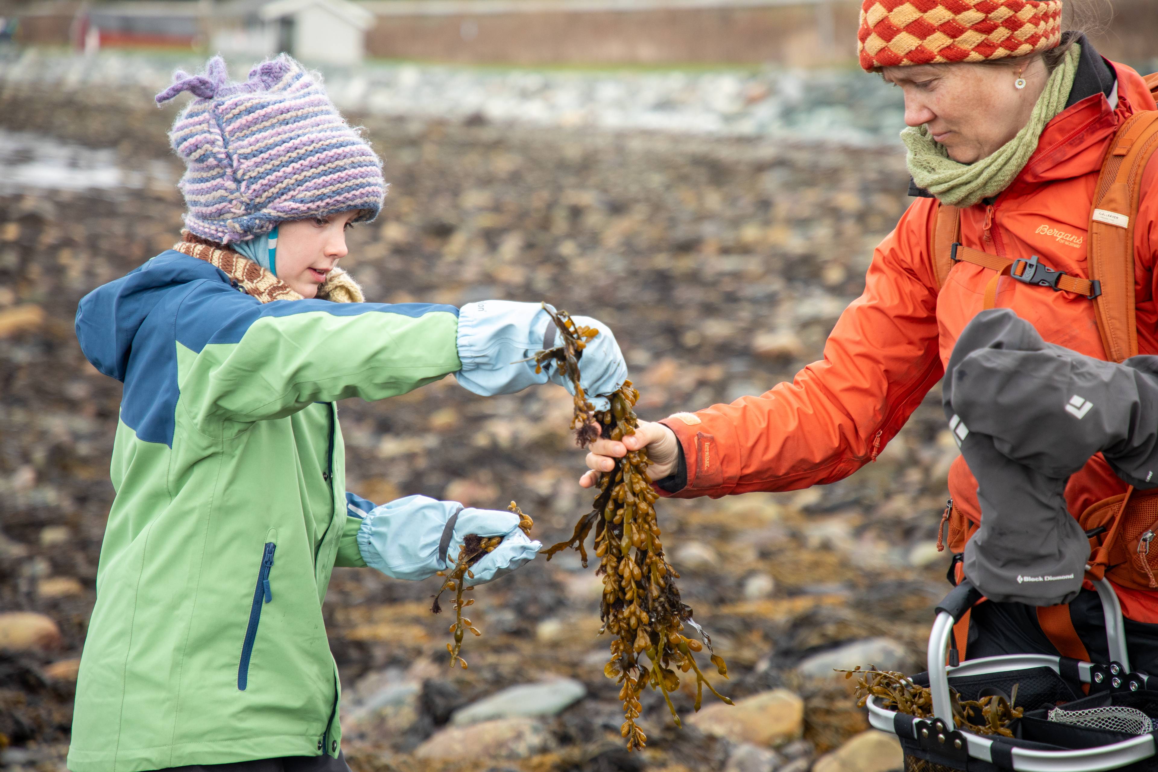 En person i oransje jakke og en person i grønn jakke holder tang. De står på en strand med steiner.