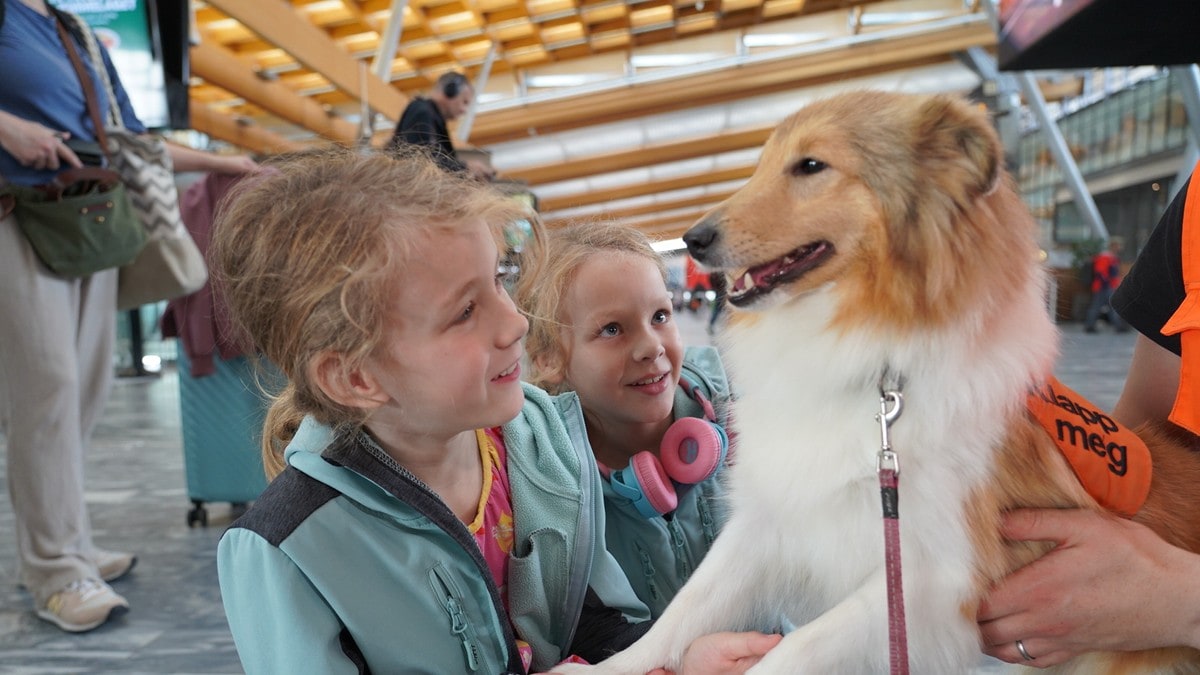 Lilla: Norges første terapihund mot flyskrekk på Oslo Lufthavn