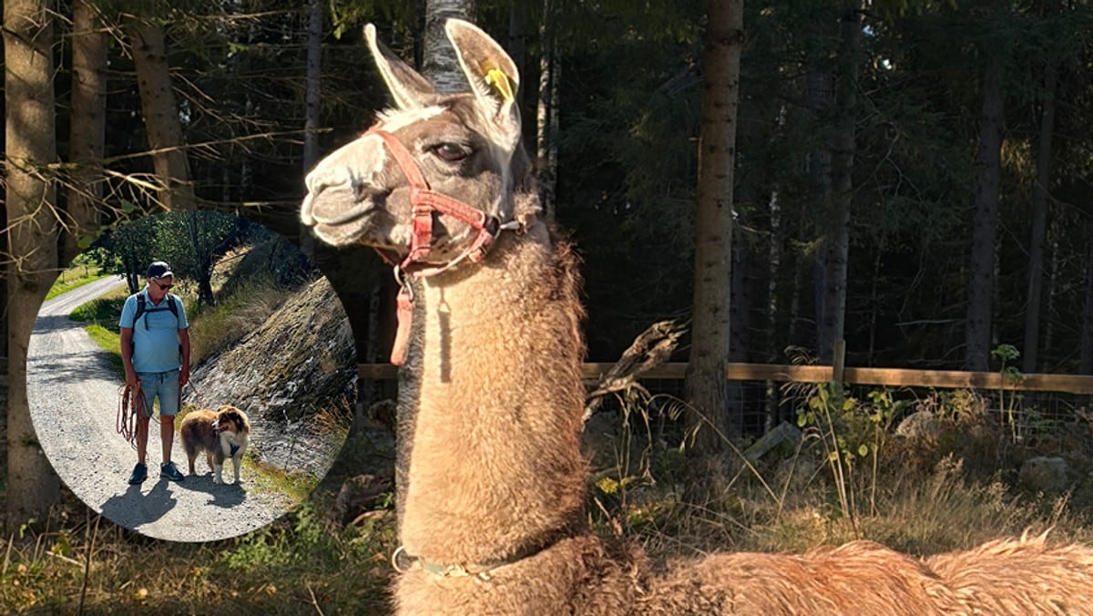 Lama-drama da Bliss var på rømmen: – Fulgte etter meg i ti minutter