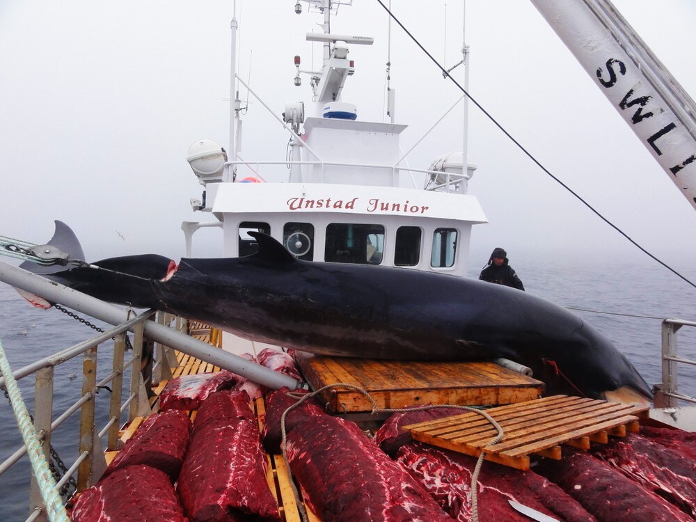 Dårligste hvalfangst på over 20 år: – Kan bli et problem for alt liv i havet