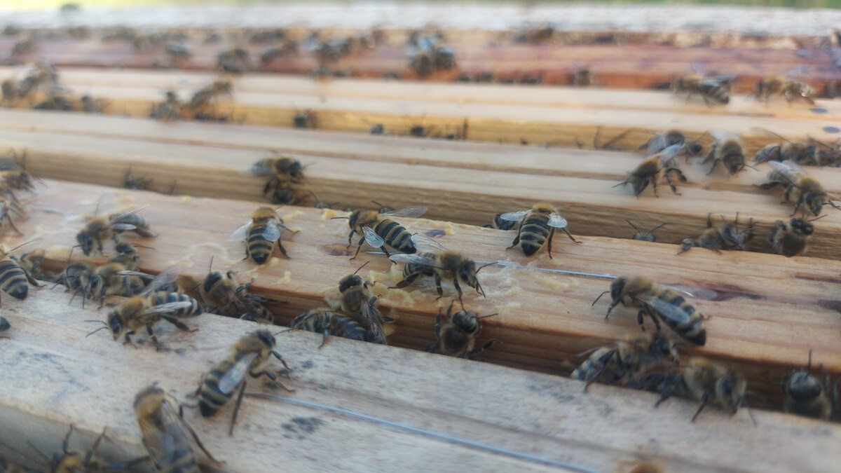 Svikt i honningproduksjonen: Fra 10 til 1,5 tonn