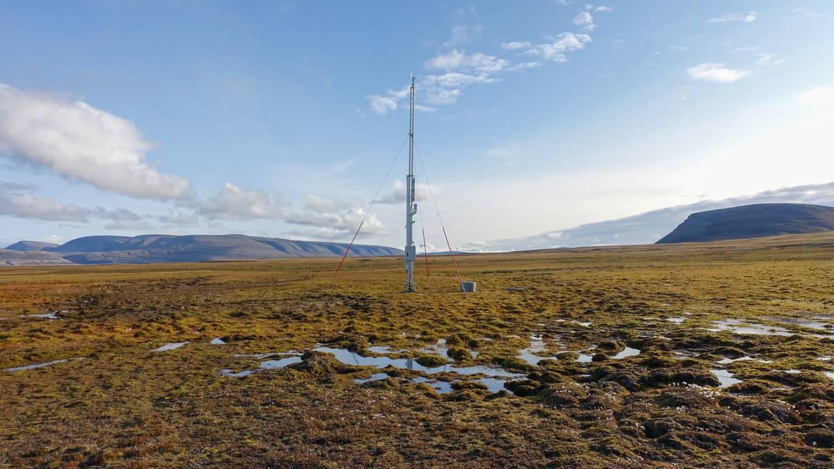 Dette sommerværet kan bety skog på Svalbard