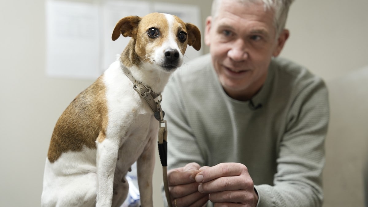 Lykke er redd for rakettar – fleire hundar får avslappande medisinar