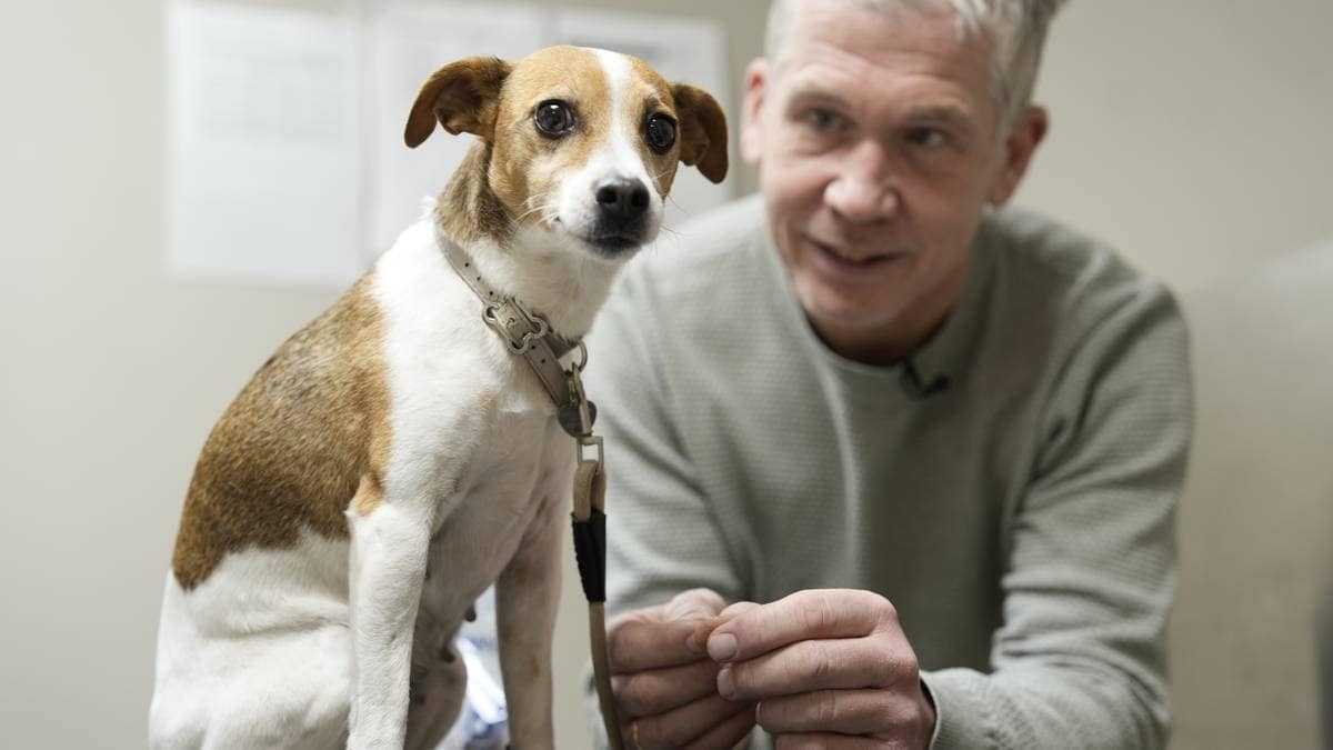 Lykke er redd for rakettar – fleire hundar får avslappande medisinar