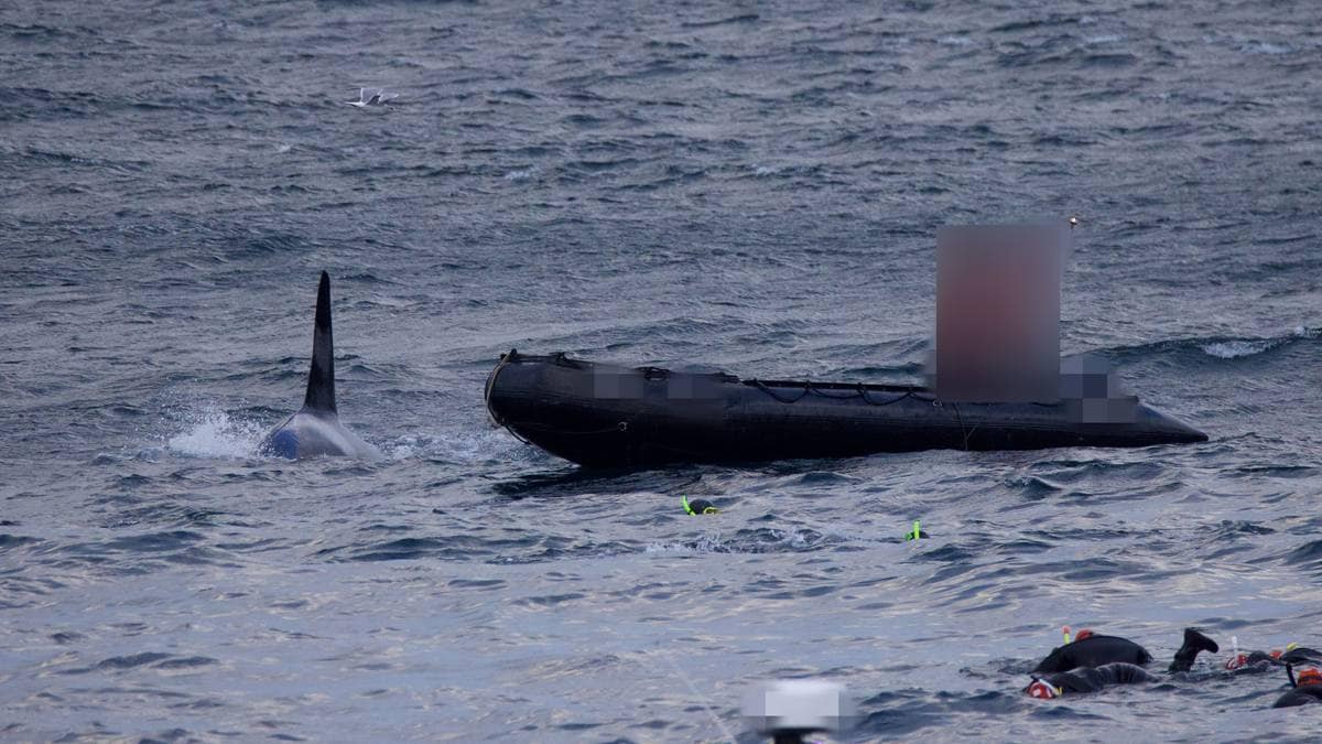 Lager strengere regler etter hvalkaos: – Noe må gjøres