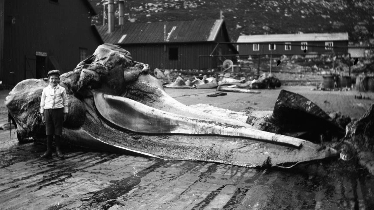 Fra «Den Norske Stats Kvalstasjon» på Vågane på Bremangerlandet i Vestland. Bildet er fra rundt 1920.