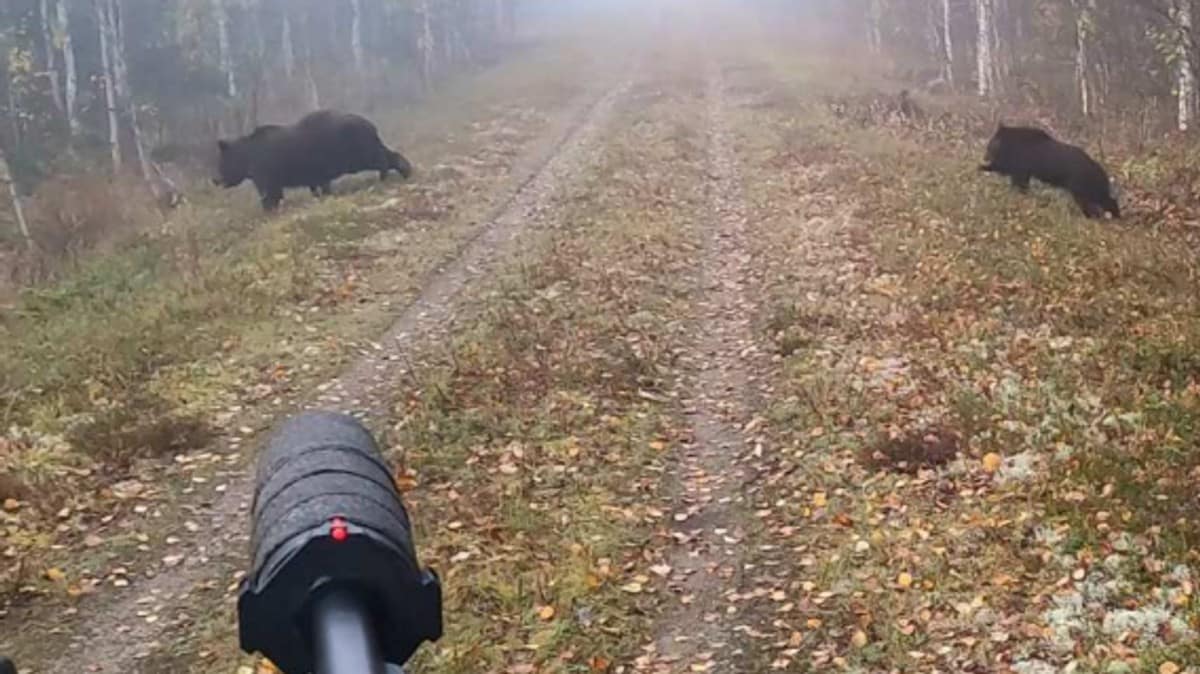 Norsk TV-kjendis tiltalt for å ha jaktet binne og unge ulovlig