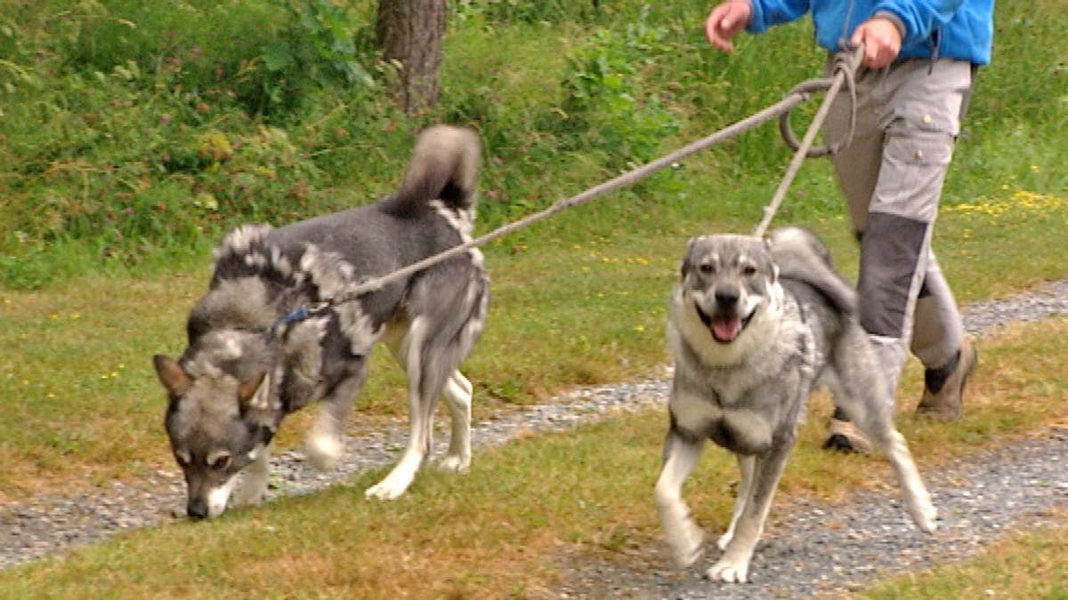 Kommunen vil ikke gi bot for brudd på båndtvangen