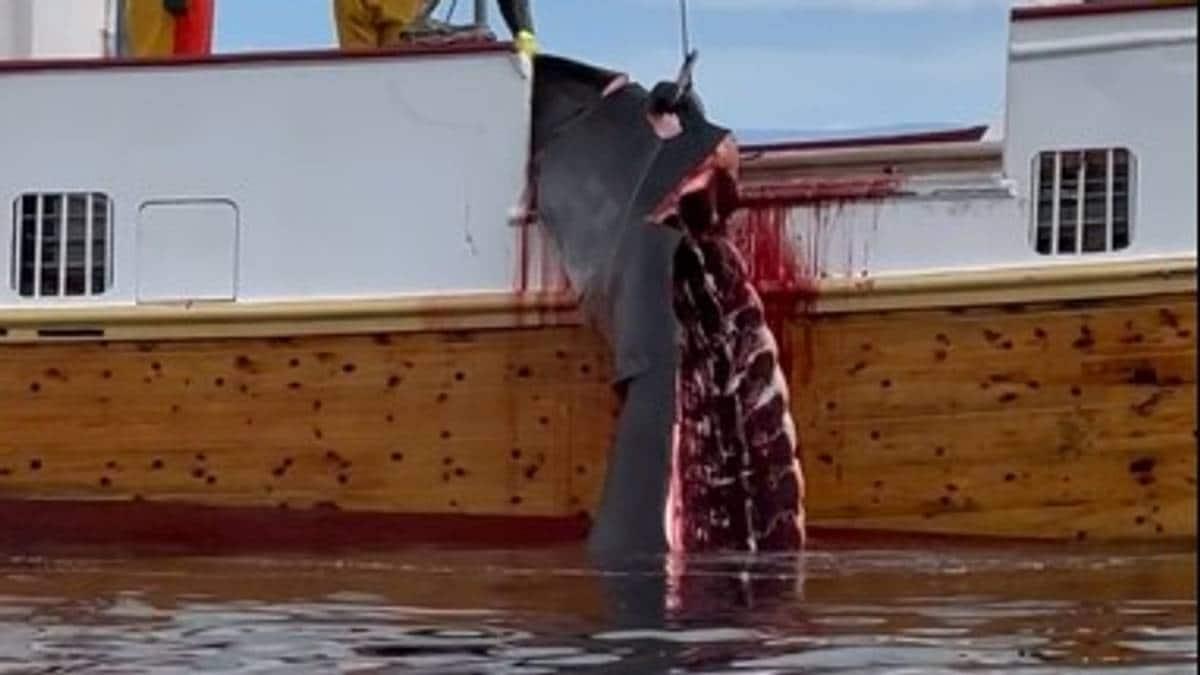 Cruise Tourists Witness Slaughter of Whale in Norway’s Honningsvåg Harbor