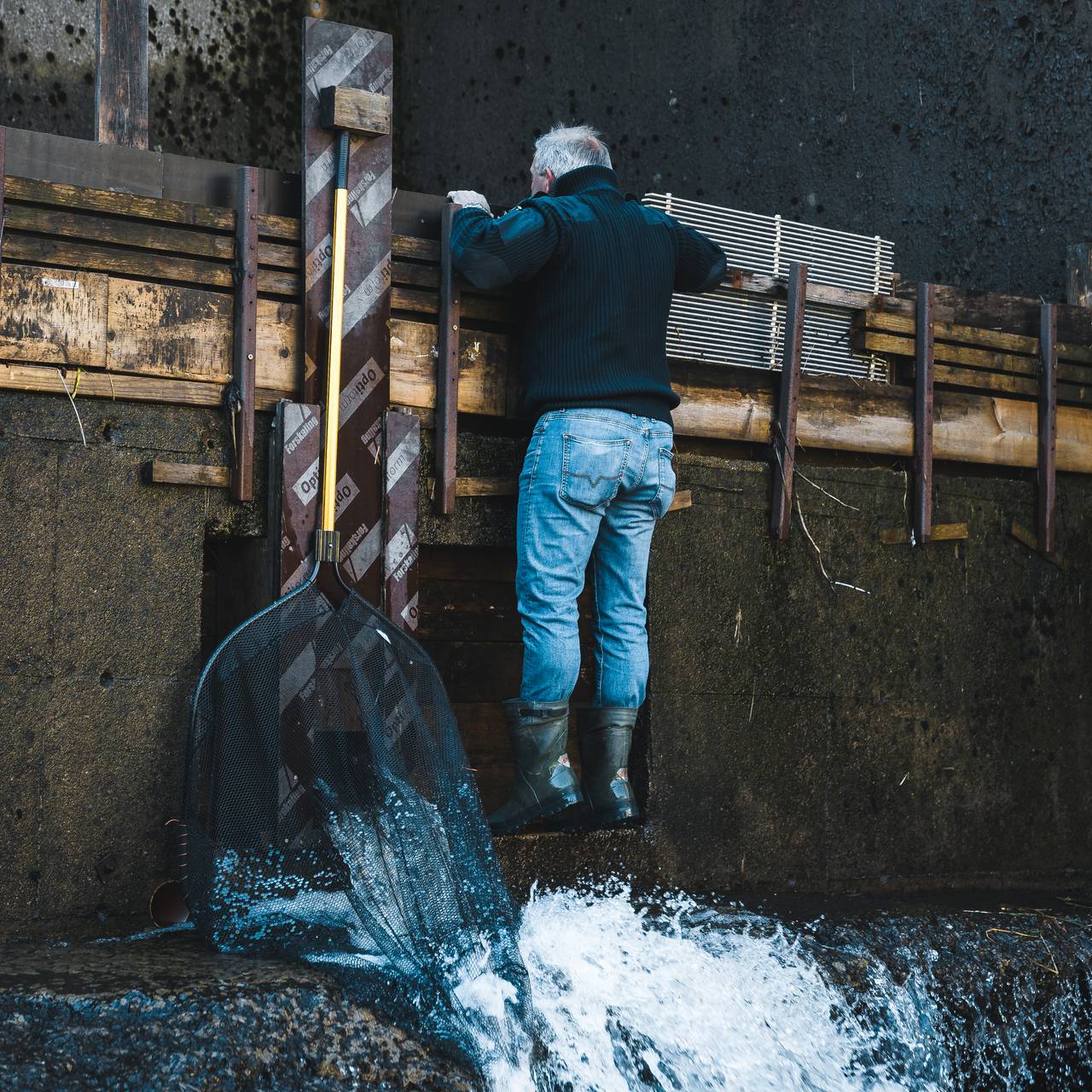 Berging av fisk ved Fosstveit kraftverk