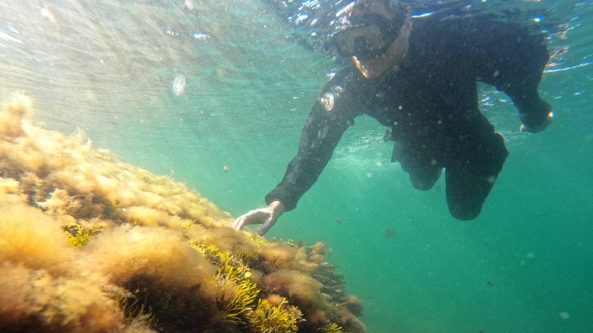 Store klimaendringer i Skagerrak