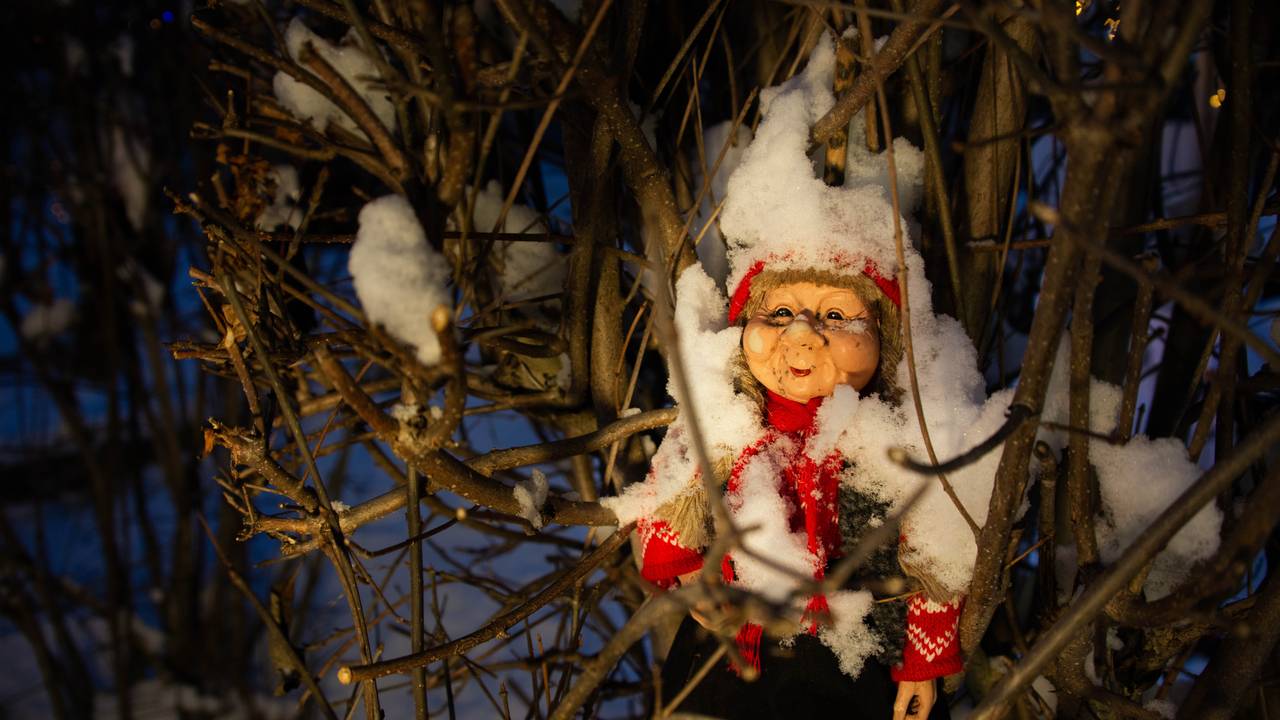 Nisse i en av buskene til Inger-Johanne Pedersen
