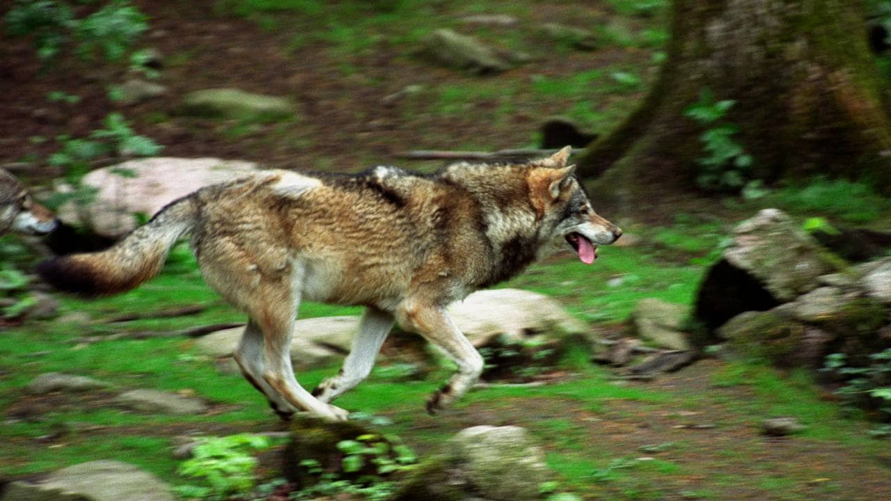 Ulv springer i skogen