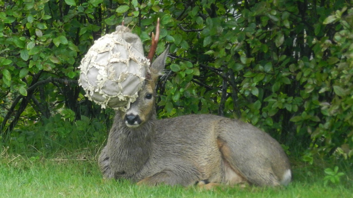 Rådyret går rundt med sofapute i geviret – men folk vegrar mot å ringe etter hjelp