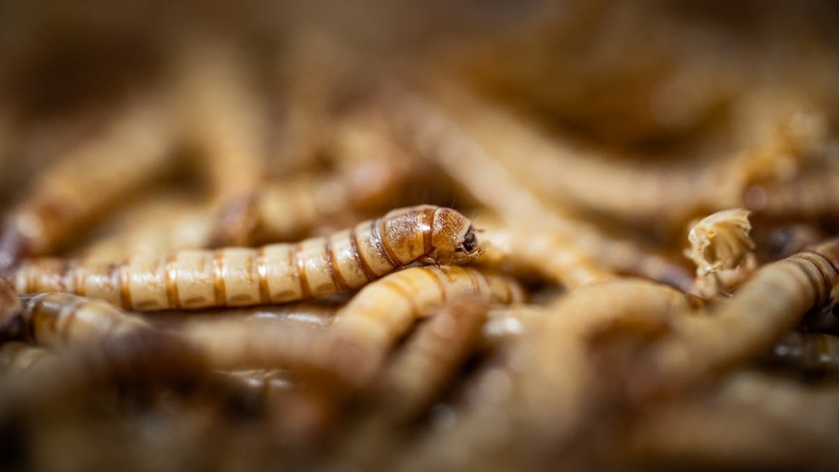Desse larvane er fôra opp på Grandiosa og øl – og smakar baconcrisp