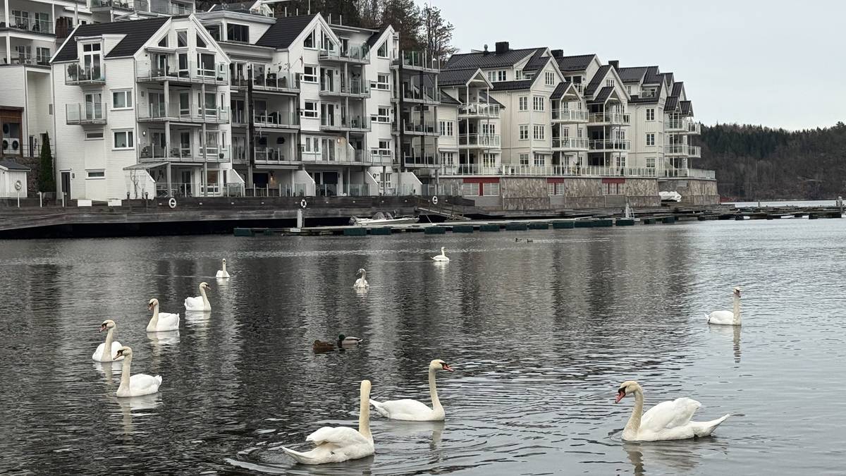 Tvedestrand trapper ned fugleinfluensa-tiltak