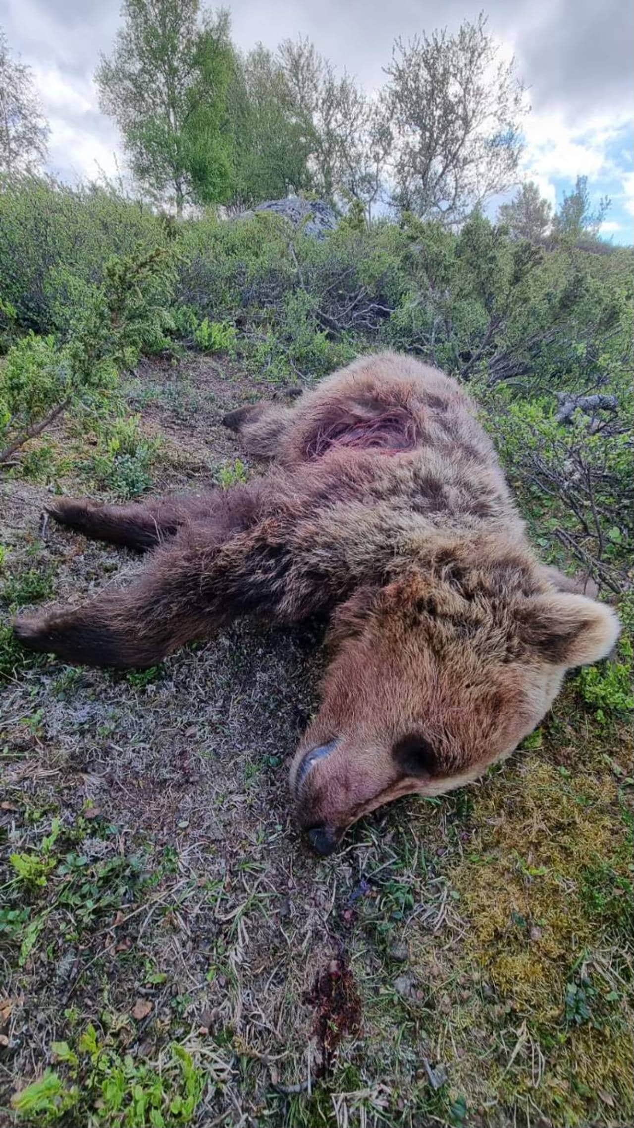 bjørn skutt i Vågå