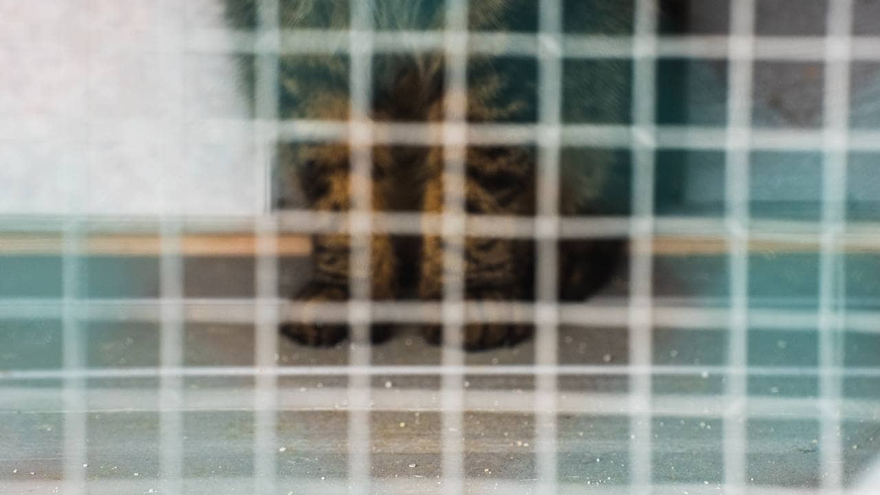 Ukrainian pets in quarantine MMR