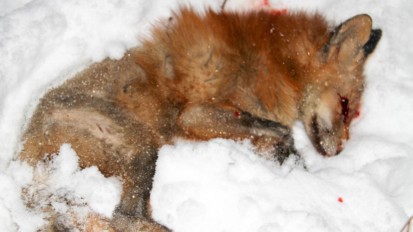 Fox attacks baby in Norway