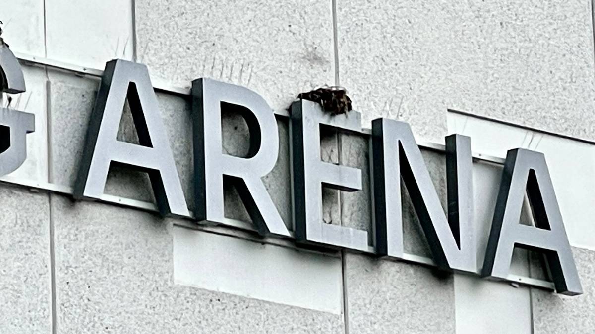 Ansatte spylte bort måsereir – risikerer fengselsstraff