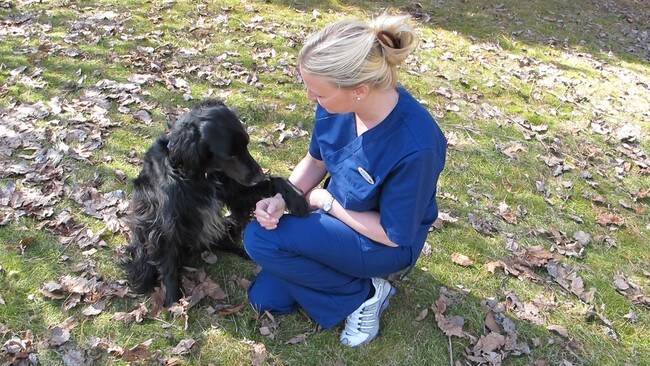 Fltt Og Flttbrne Sykdommer Hos Hund Anicura Norge