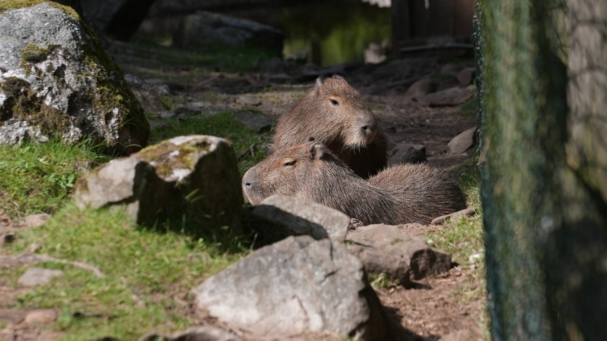 Ukjent gnager er et av Dyreparkens mest populære dyr: – Få visste hvem de var