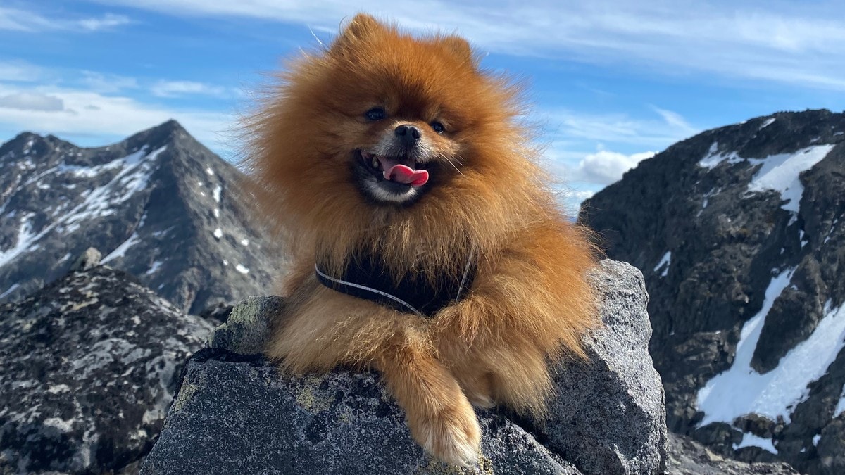 Pomeranianen Mio (6) har gått 197 fjelltopper på over 2000 meter