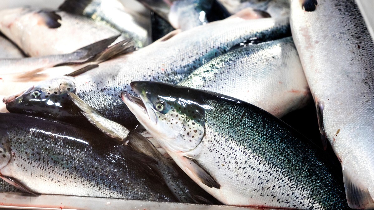 Økokrimsjefen: Har ikke kapasitet til å ettergå alle tips om fiskekriminalitet