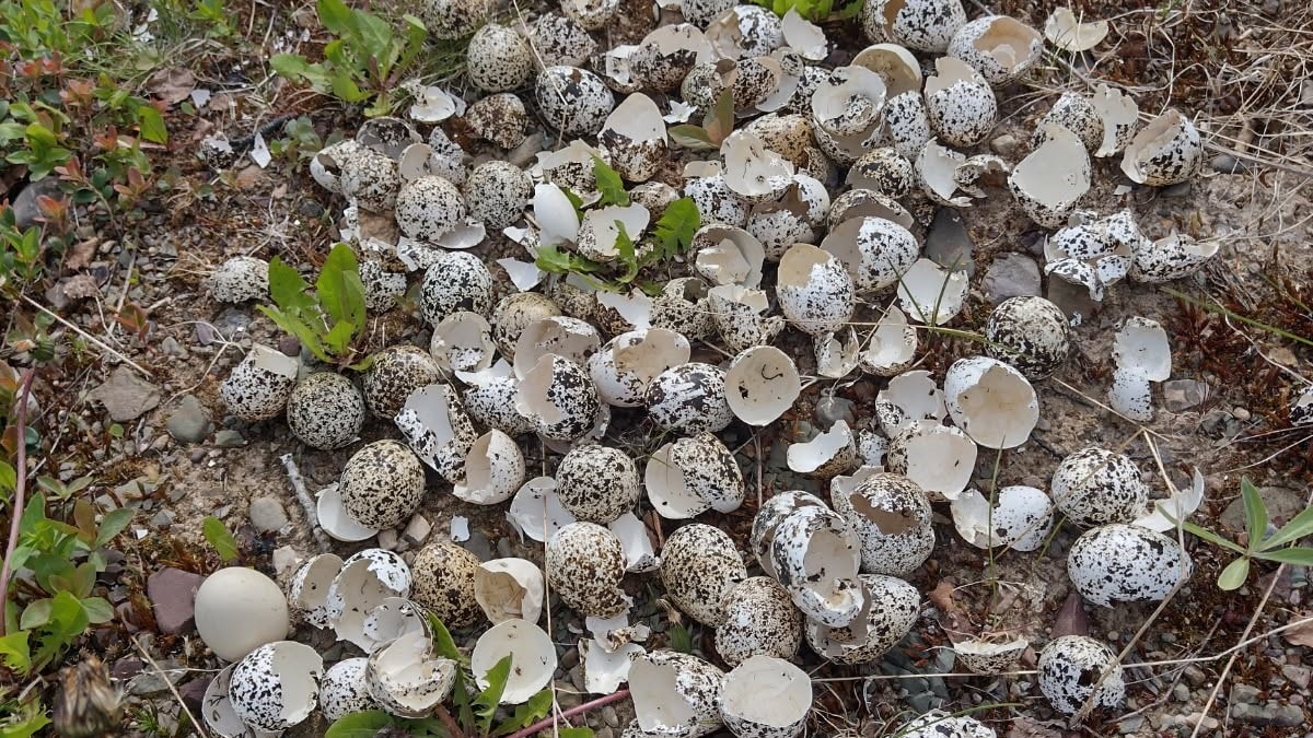 Rypekrise i Finnmark: Nesten alle reir plyndret