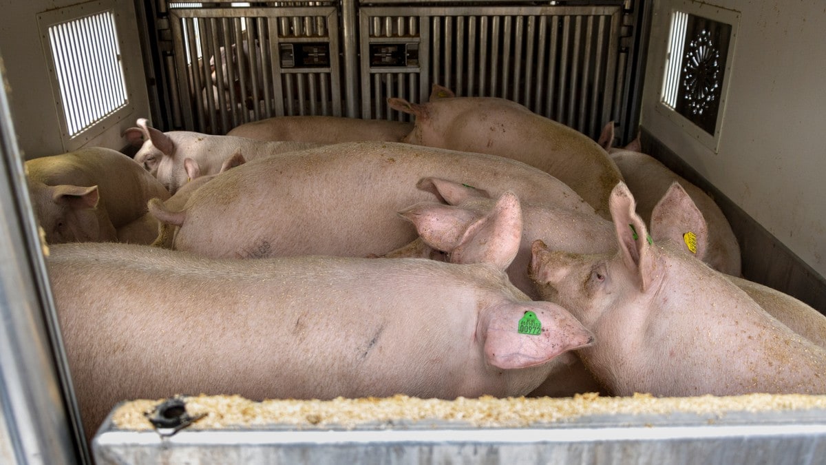 Slår sammen slakterier – griser får opptil sju timers transportvei