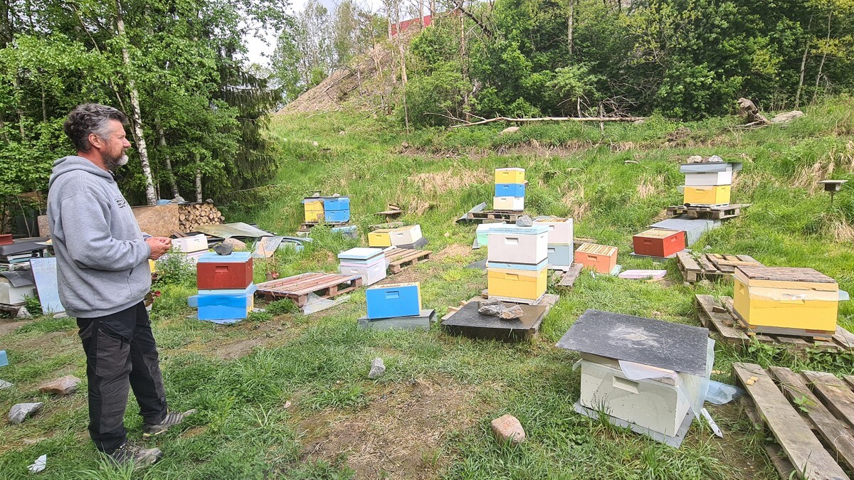 Alexandru fikk sjokk da han våknet: Rundt 800.000 bier stjålet